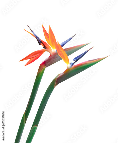 2 brightly colored bird of paradise flowers long stems png file