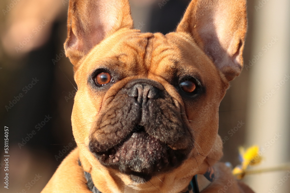 french bulldog puppy