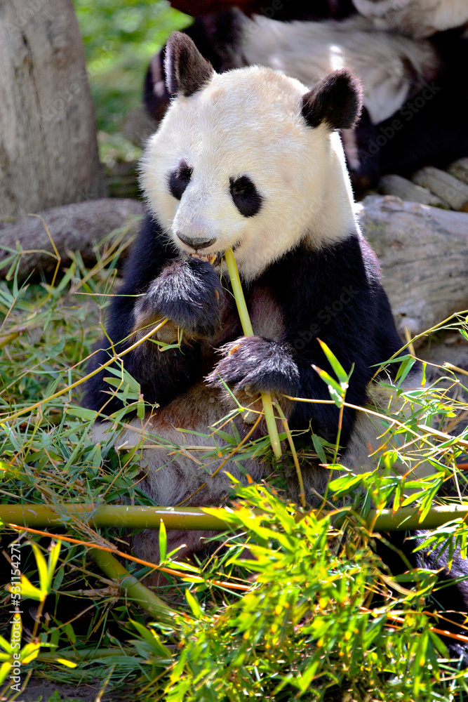 Obraz premium panda bear sitting eating bamboo