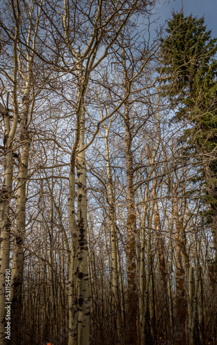 Birch Trees reach to the sky. Jarvis Bay PRA  Red Deer County  Alberta  Canada