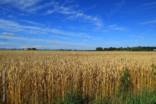 Swedish meadow with crops or grains a summer day in August. Field of wheat. Skara  Sweden  Scandinavia  Europe.