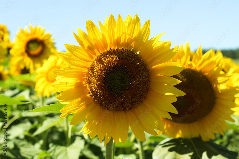 Square on Sunflower