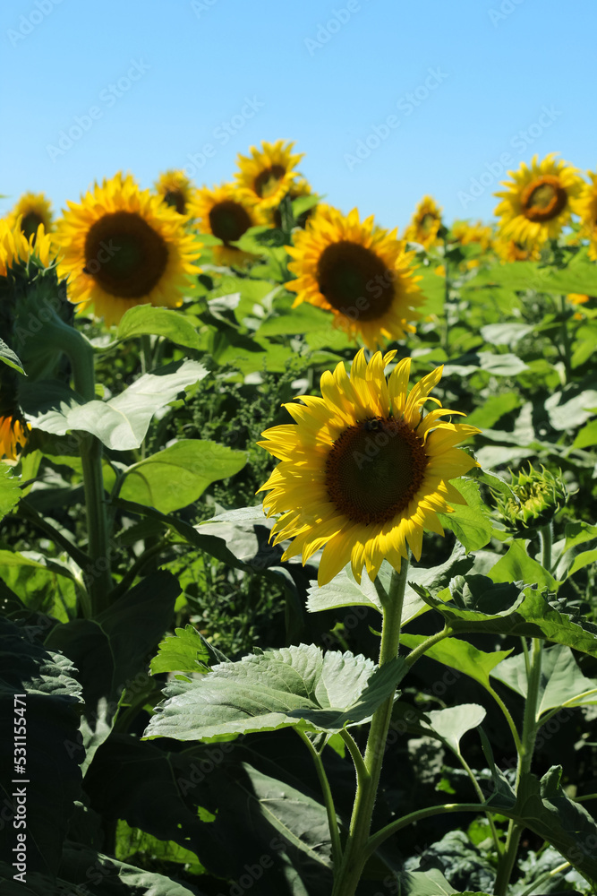 Obraz premium Tall Sunflowers