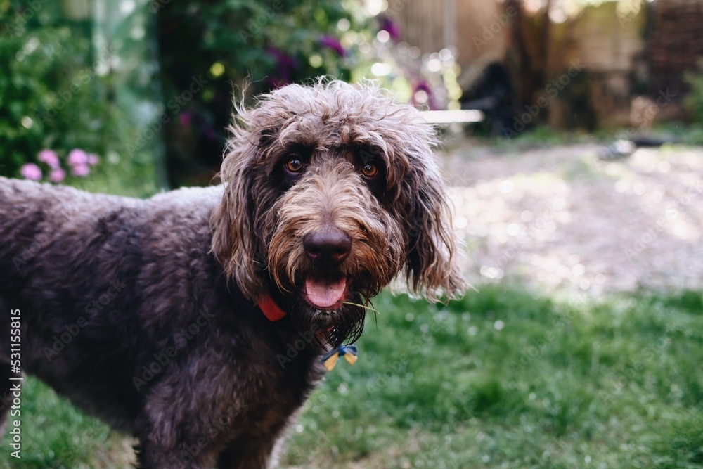 Funny brown spanish water dog. Dogfriendly. Family activities with your dogs. Lifestyle