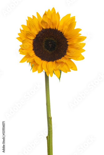 Large isolated blooming yellow sunflower stem