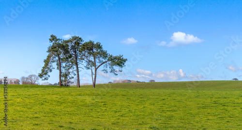 Springtime rural landscape with green field and trees