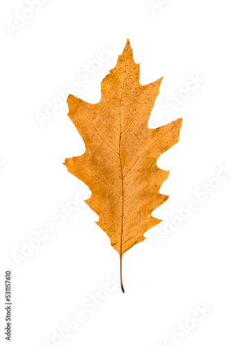 Wallpaper Mural dry oak leaf Torontodigital.ca