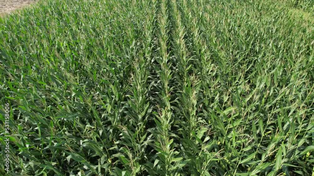 aerial corn field aerial corn field