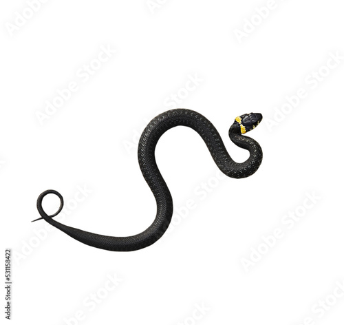 A grass snake, Ringed snake isolated on a white background. Natrix natrix natrix.