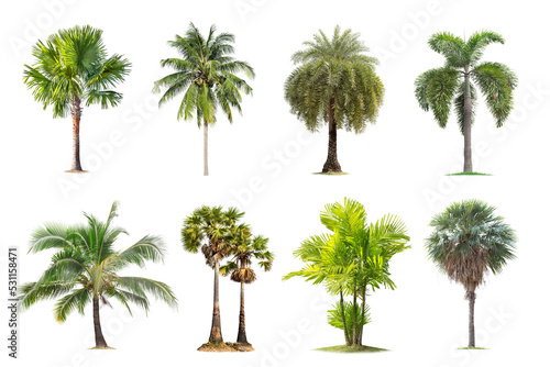 Coconut and palm trees Isolated tree on white background   The collection of trees.Large trees are growing in summer  making the trunk big.