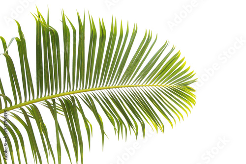 Green leaves of palm tree isolated on white background. Dark green palm leaves  species with thorns