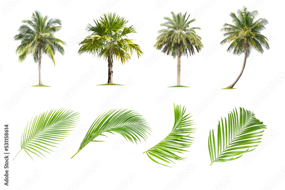 Coconut and palm trees, Palm leaf Isolated tree on white background , The collection of trees.Large trees are growing in summer, making the trunk big.