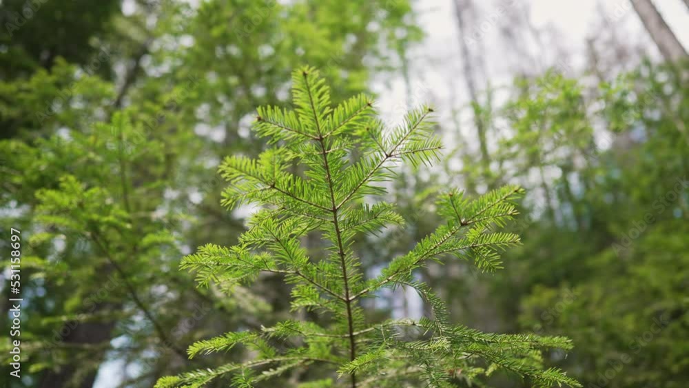 Close-up view of young spruce conifer tree, trunks of woods background. Carpathian mountains. Fairy tale green forest. Wonderful calming nature background. Close-up view of young spruce conifer tree, trunks of woods background. Carpathian mountains. Fairy tale green forest. Wonderful calming nature background.