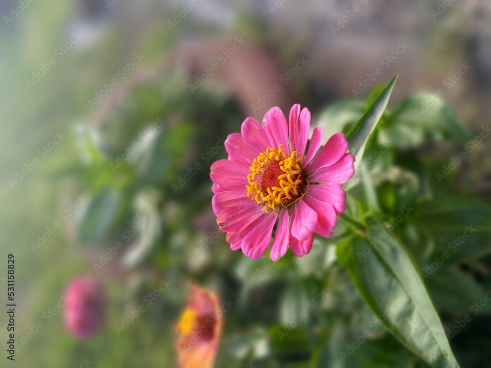 Obraz premium pink cosmos flower