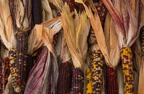 Multi-colored Indian corn for sale at a farmer's market in autumn
 photo