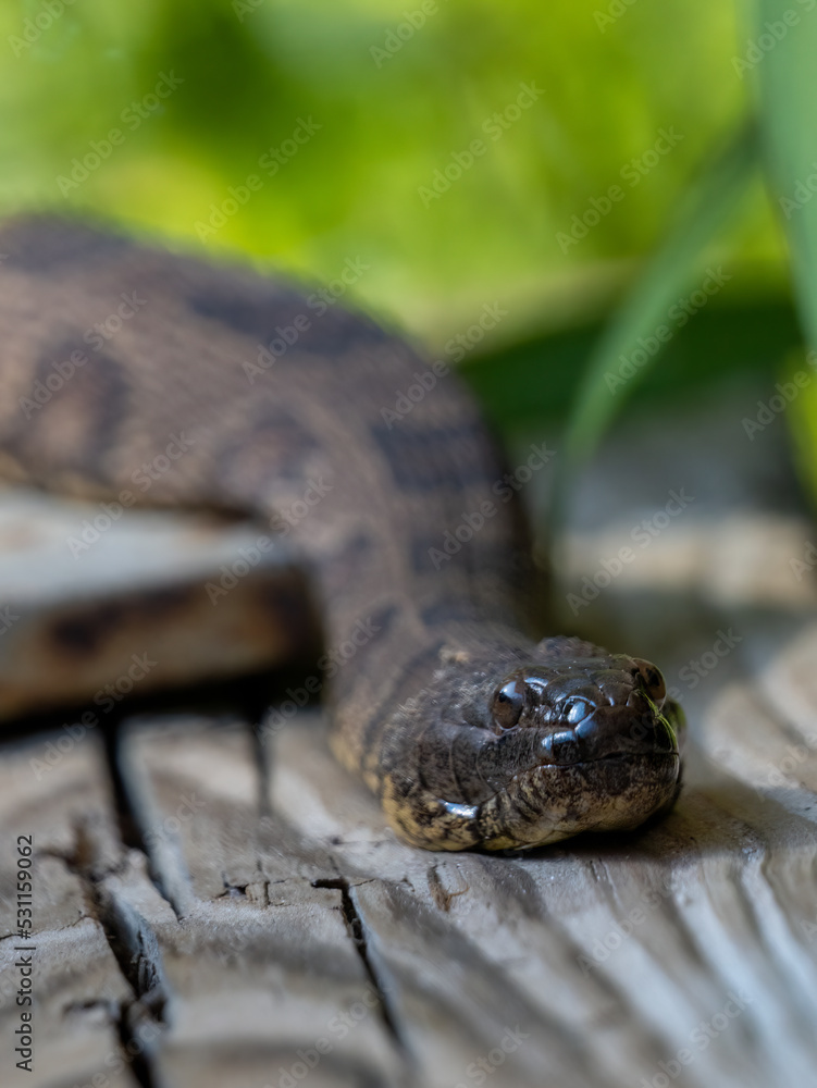 close up of a brown water snake slithering on a wooden dock close up of a brown water snake slithering on a wooden dock