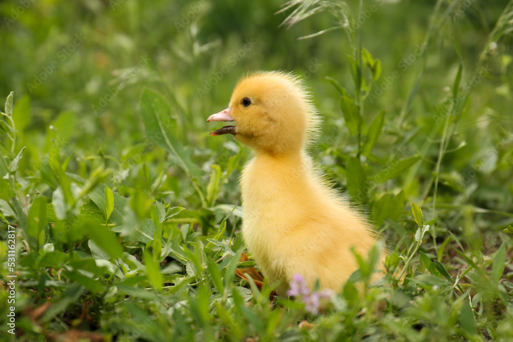 Cute fluffy duckling on green grass outdoors. Baby animal