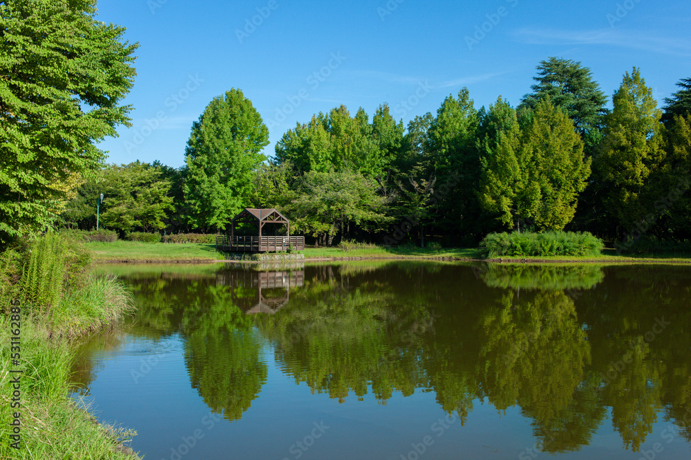 Fototapeta premium park pond