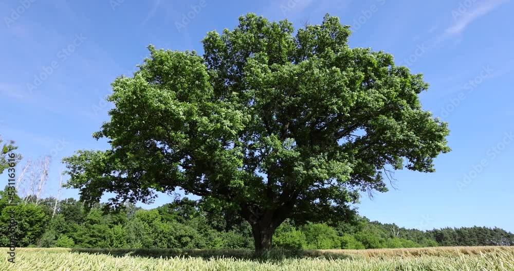 One oak with green foliage in a field with yellow wheat, a lonely oak growing in a field among golden wheat One oak with green foliage in a field with yellow wheat, a lonely oak growing in a field among golden wheat