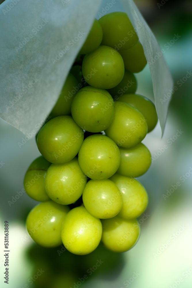Yamanashi,Japan - September 16, 2022: Closeup of fresh grape on a branch. Breed is Shine Muscat.
Yamanashi,Japan - September 16, 2022: Closeup of fresh grape on a branch. Breed is Shine Muscat.