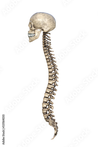 skeleton of a spine - Column Vertebrae Anatomy