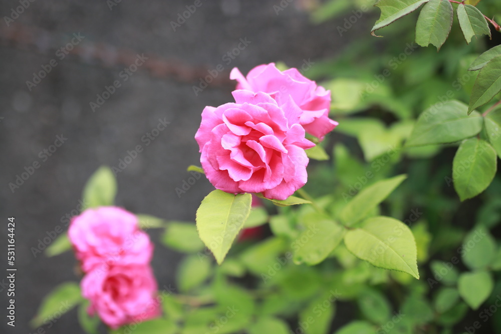 Obraz premium selective focus of pink roses