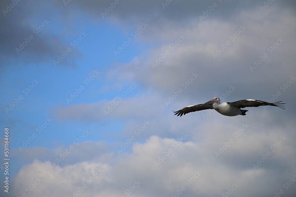 Pelican Birds in sea water, in Regional Victoria Pelican Birds in sea water, in Regional Victoria