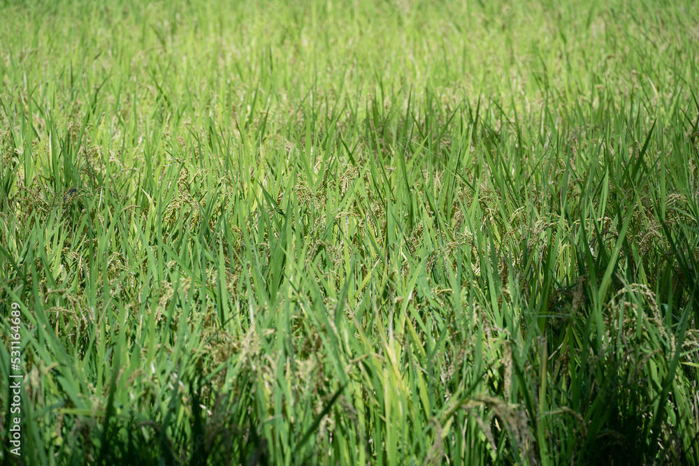田んぼの稲