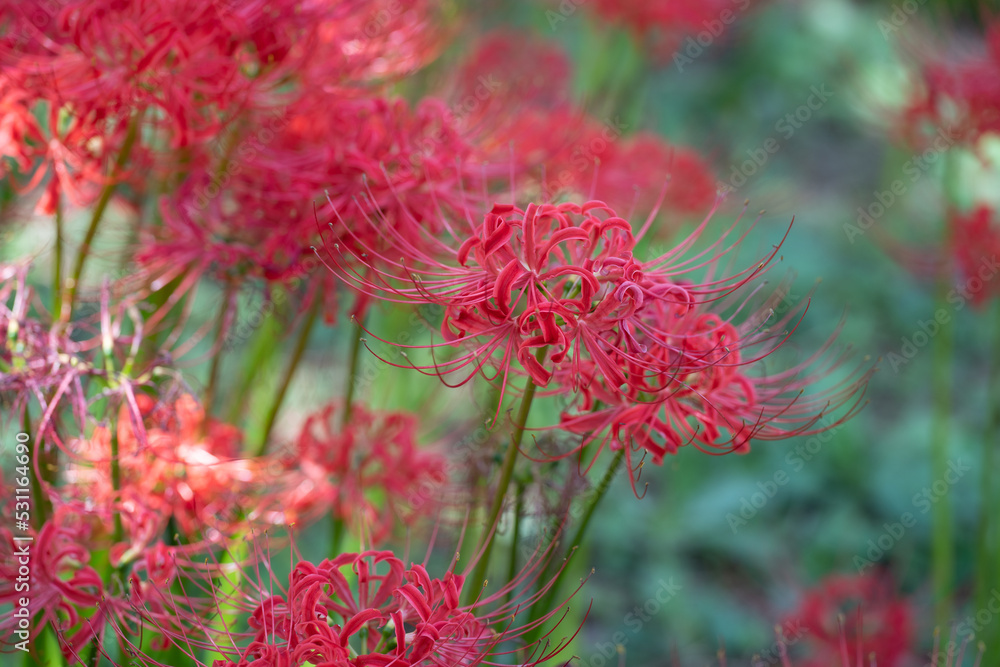 曼殊沙華（彼岸花）
