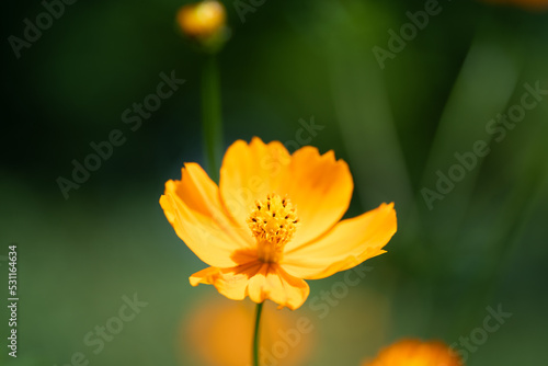 オレンジ色のコスモス