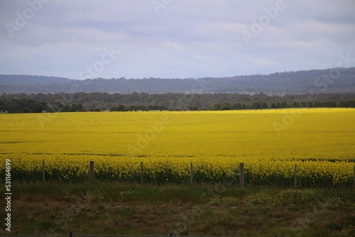 Sale Regional Victoria in Australia Spring season yellow flowers in farm 