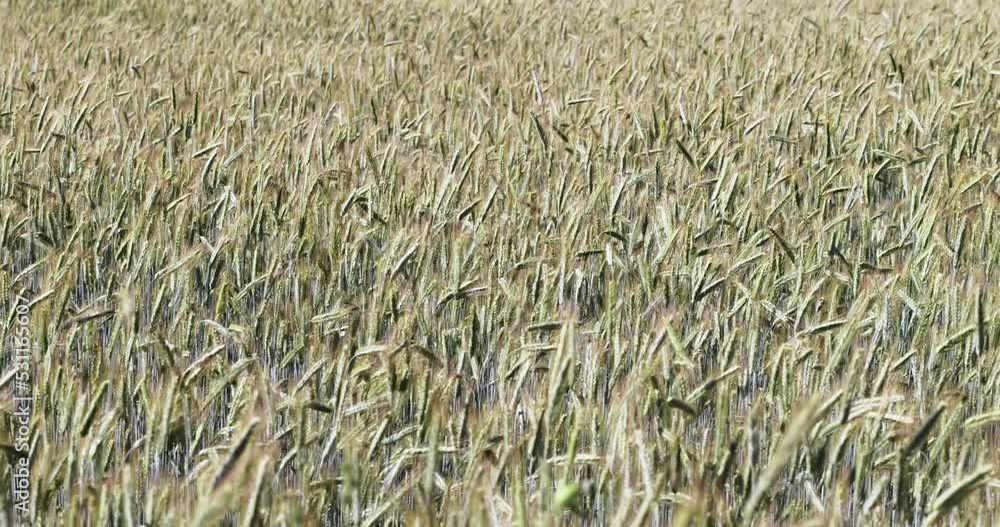 Agricultural wheat field with unripe wheat swaying in the wind , the summer season on the fields with ripening grain wheat Agricultural wheat field with unripe wheat swaying in the wind , the summer season on the fields with ripening grain wheat
