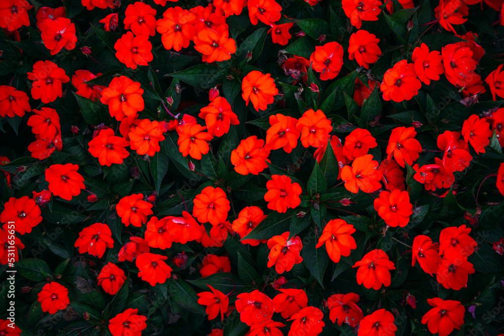 red background. Red flowers. red background. Red flowers.