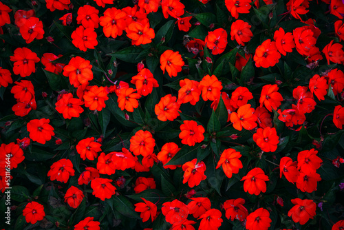 red flowers background