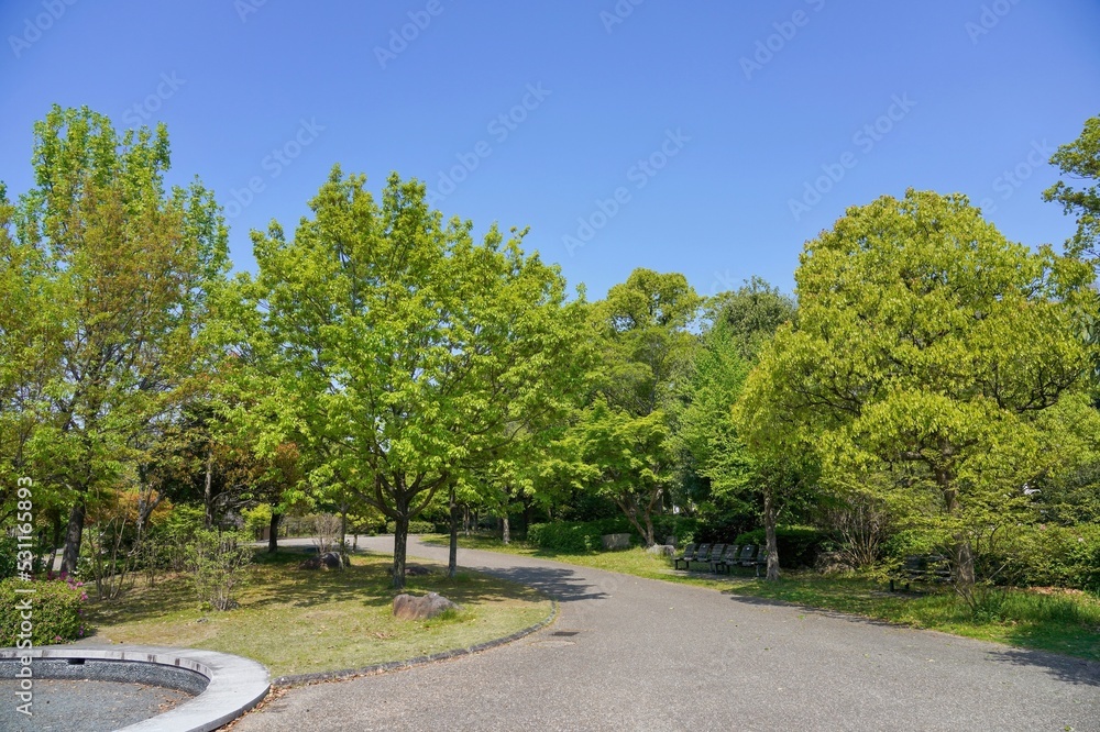 青空バックに見る新緑の若葉に包まれた公園の情景