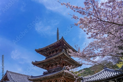 青空バックに見上げる三重塔と満開の桜のコラボ情景＠奈良