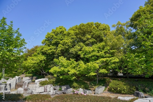 青空バックに見る新緑の若葉に包まれた公園の情景