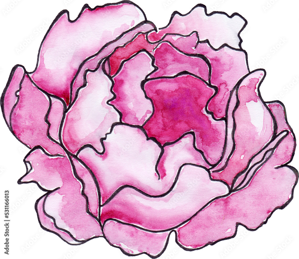 Watercolor crimson peony ink line art sketch isolated Watercolor crimson peony ink line art sketch isolated