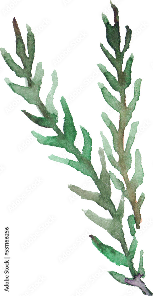 Fototapeta premium Watercolor hand drawn green branch leaf grass floral element isolated art