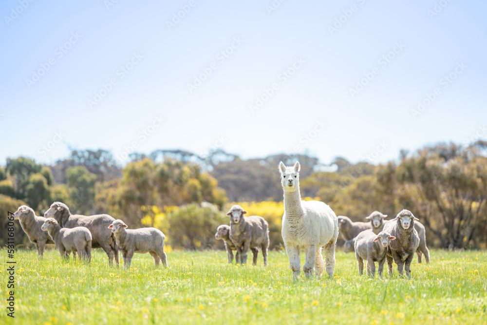 Fototapeta premium Alpaca and sheep are enjoying beautiful sunny day in Perth, Western Australia