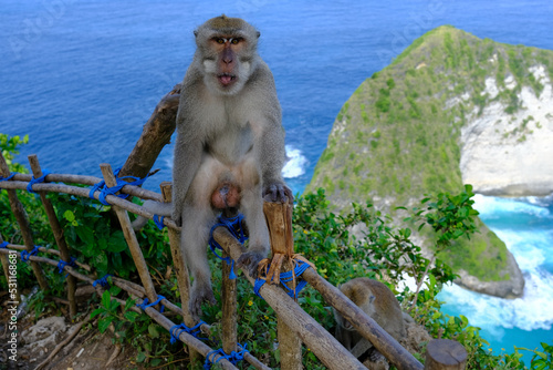 Indonesia Penida Island - Nusa Penida Kelingking Beach - Long-tailed macaque © Marko