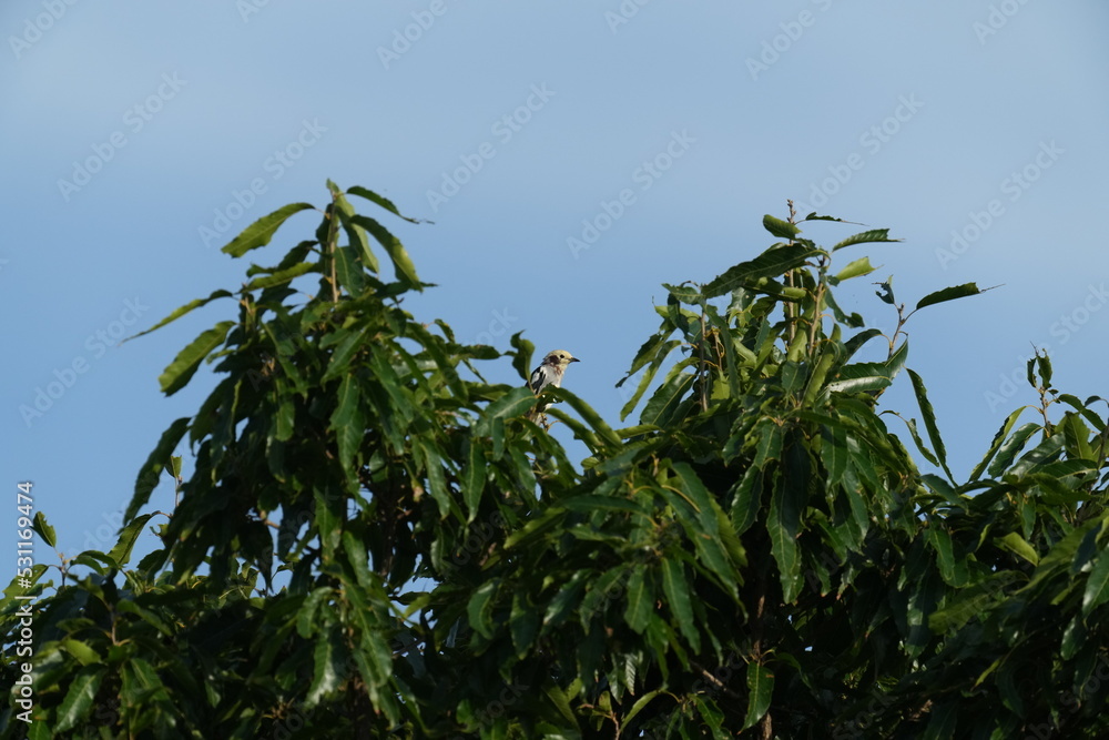 chestnut cheeked starling in a forest chestnut cheeked starling in a forest