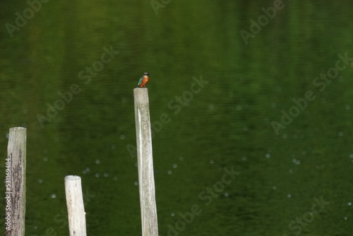 kingfisher in a pond