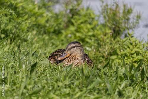 A Sleepy Duck in the Grass