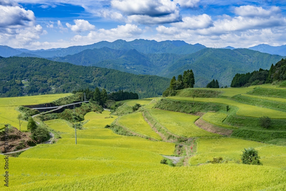 【高知県】米が実った9月の高須の棚田　農業
