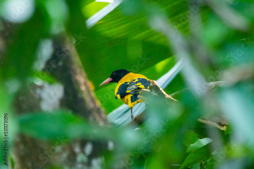 Εκτύπωση καμβά Black-hooded oriole