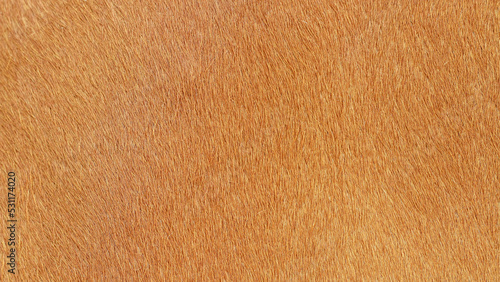 Detailed macro picture of cow skin. Texture of a brown Cow Coat background