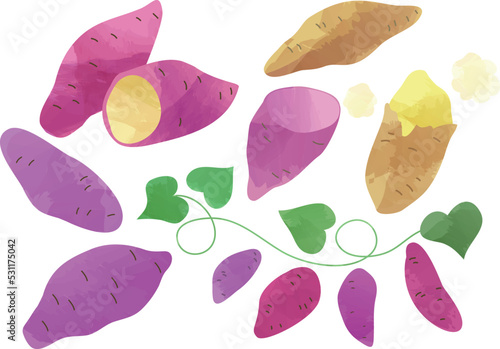 サツマイモ イラスト _ ベクター 素材 セット 秋 食材 野菜 秋の味覚 水彩 手描き風