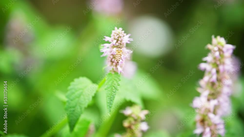 one honey bee flying around purple flowers slow motion clip one honey bee flying around purple flowers slow motion clip