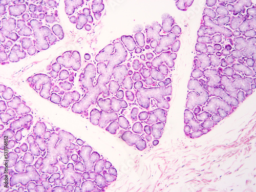 Histology of human tissue, show  epithelial tissue and connective tissue with microscope view  from laboratory (not Illustration Designation) photo